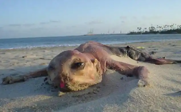与其它生物不同的是,这个神秘生物有着和人类一样的形态,并且像是生活