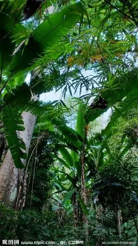 西双版纳热带雨林谷