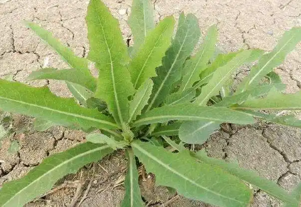 苦草的功效与作用是什么