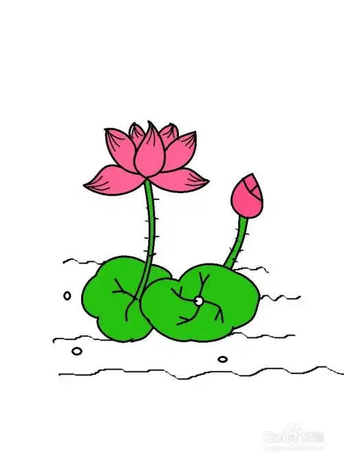 画荷花的简单方法