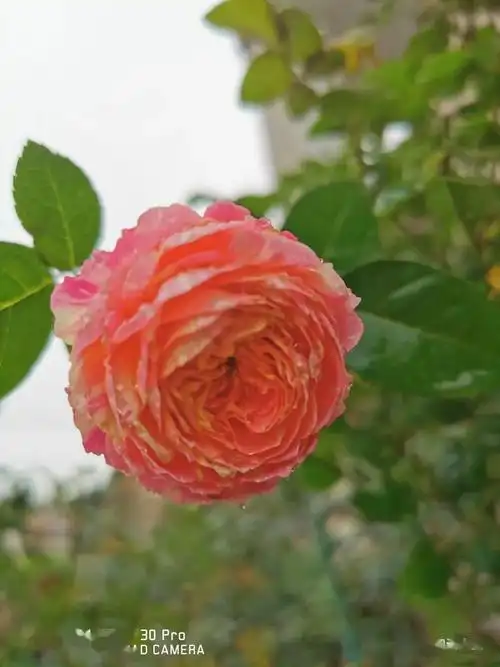 15种最漂亮的月季,春天必须来一盆,太养眼了!