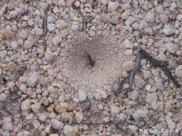 蚁狮:体长只有3厘米,价值3000元一斤,现已越来越少