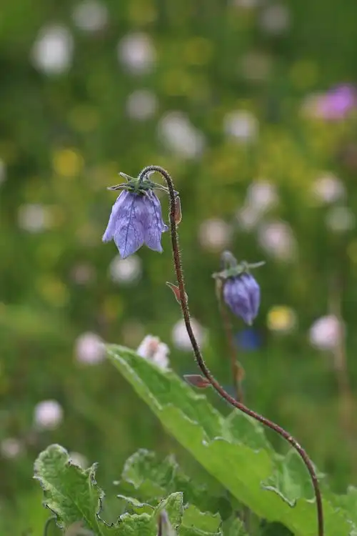 大花党参,桔梗科党参属,花期7-10月.