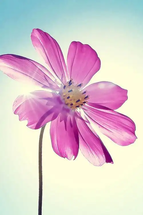 9张美美的格桑花小清新意境花朵图片