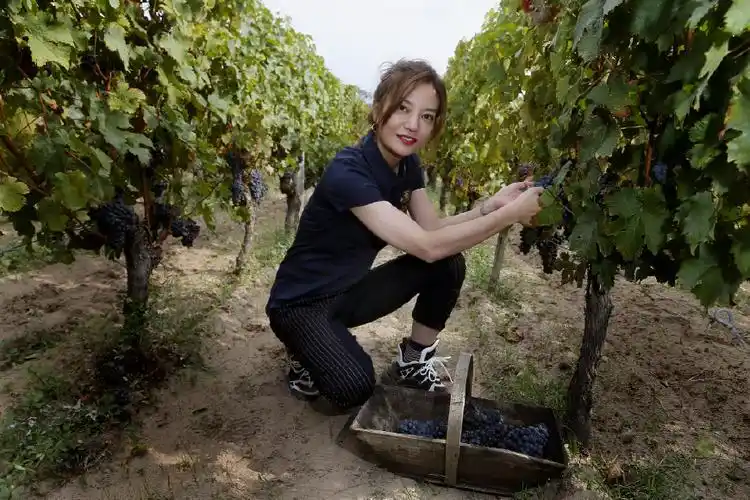 赵薇现身自家酒庄 未修图曝光!皱纹满面 难掩老态,岁月不饶人啊