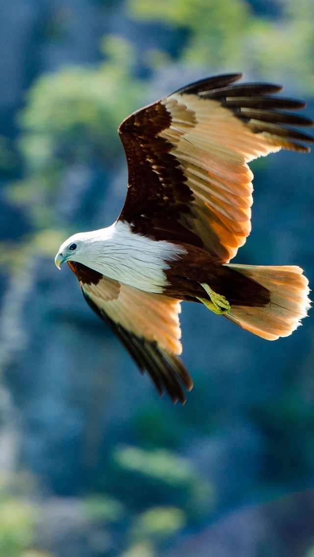 首页 动物与鸟 雄鹰iphone 壁纸:750x1334 (iphone 8/7/6/6s)