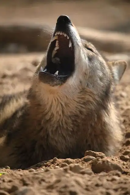 鬼哭狼嚎解一生肖?