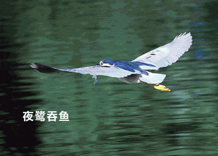 飞到一起在年轻的树林里相识在芬芳的小岛上筑巢霜雪袭来时它们相拥着