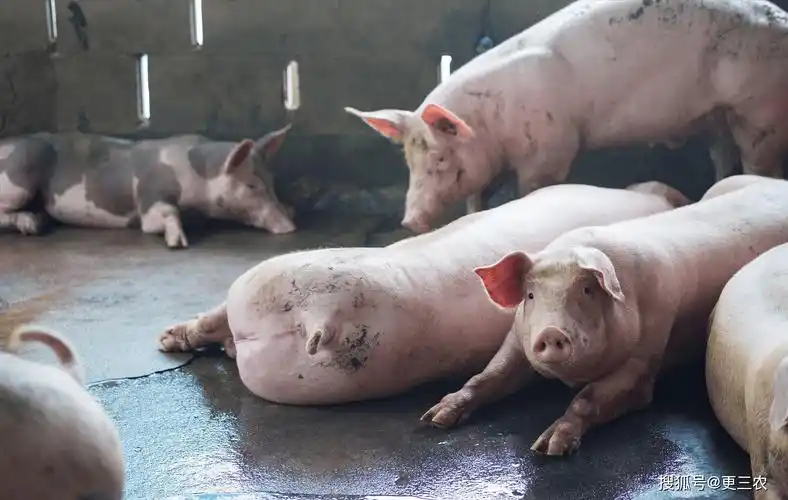 原创涨了猪价由跌入涨咋回事附2024年4月6日猪价行情