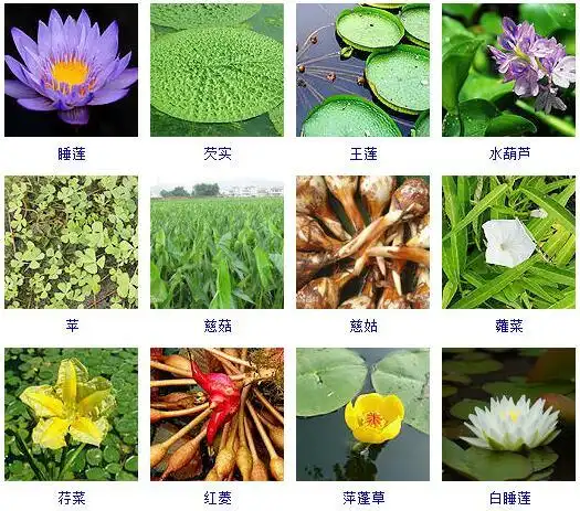 水生植物有哪些水生植物图片及名称分类综合