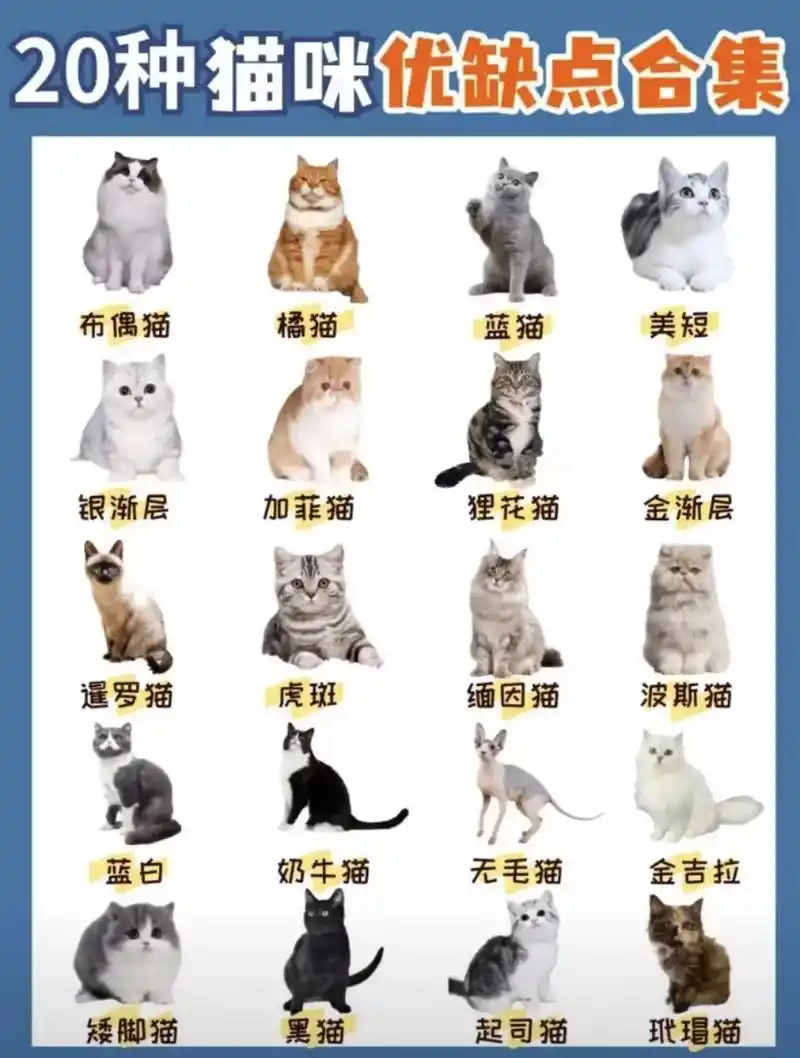 不同品种猫多少钱领养.