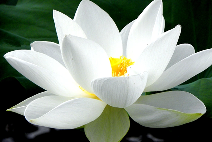 为什么雪莲花不畏冰雪高寒优质