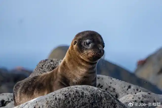 8,厄瓜多尔·加拉帕戈斯群岛回忆之九:  加拉帕戈斯海狮,同属中体型最