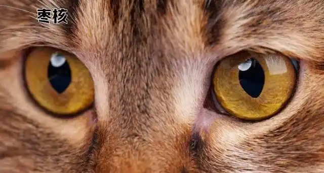 猫的眼睛有很多种颜色,比如黄色,橙色,棕色,蓝色,绿色,琥珀色等,这些