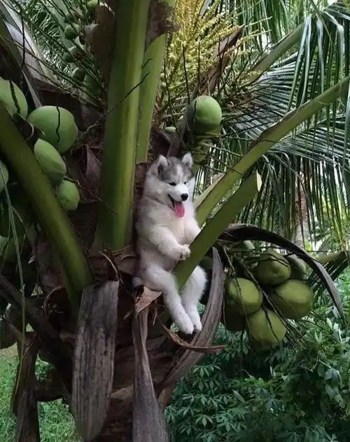 傻狗们的沙雕时刻合集哈哈哈哈哈哈哈哈