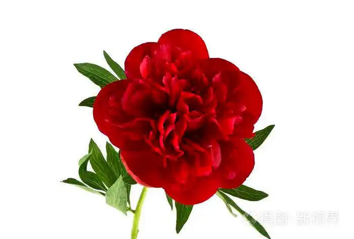 孤立在白色背景上的红色牡丹花