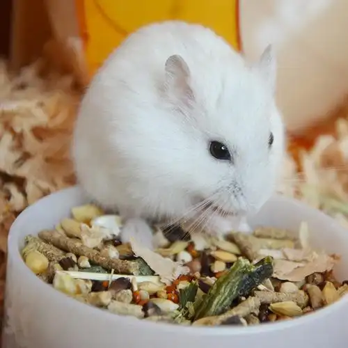 330仓鼠馆仓鼠活物已打疫苗三线仓鼠银狐老鼠宠物鼠小仓萌宠