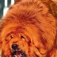 最凶的藏獒头像_微信头像图片大全