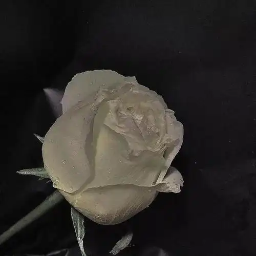 丧系背景图无文字(愿你过的好不只是表面)