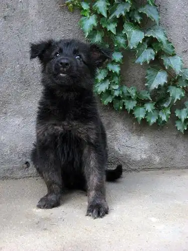 600元转让一条两个月大精品狼犬