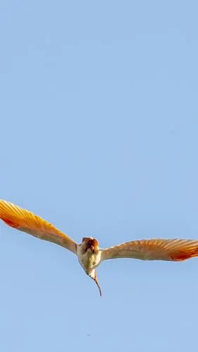 5000/512345(2人评分)所属分类:动物与鸟,鸟标签:二鸟类飞行翅膀蓝色