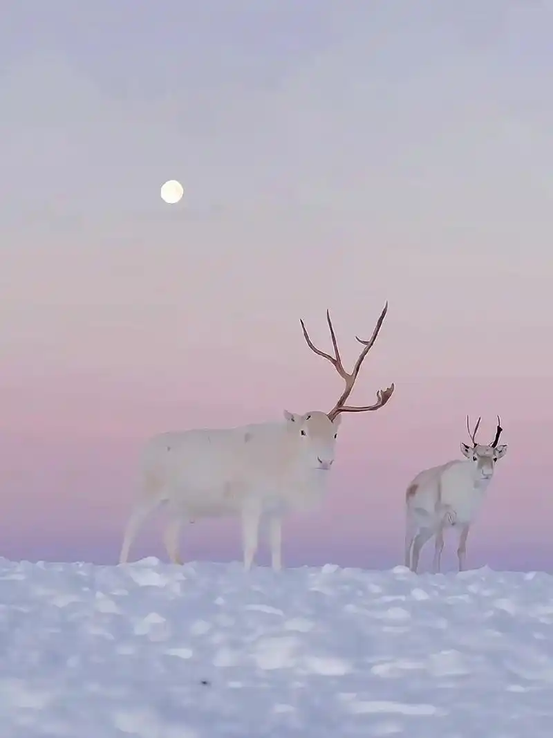 这大概就是live图存在的意义 #雪景美如画 #生活不止眼前 - 抖音