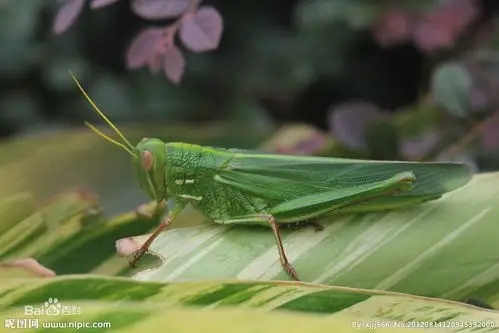 展开全部 草蜢 向左转  向右转