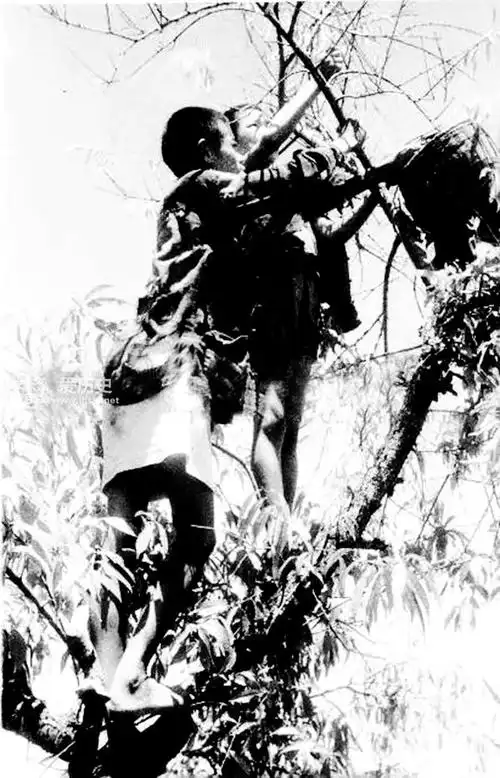 1946年湖南饥荒采食树皮草根现场照 每天上千人被饿死