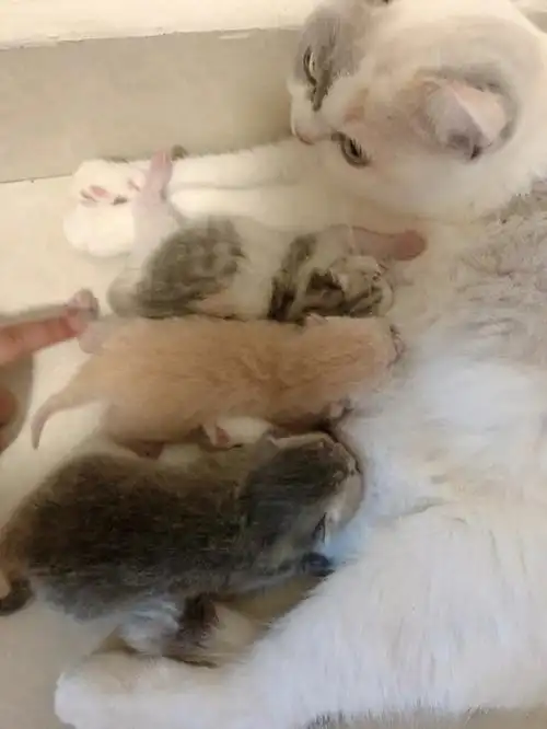 英短浅三花配蓝金渐层