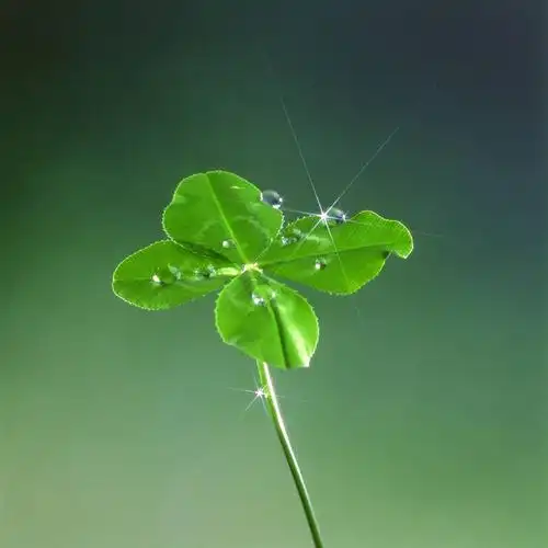 白天,正面,自由,数码,科技,石头,绿色背景,阴影,网络,石子,四叶草
