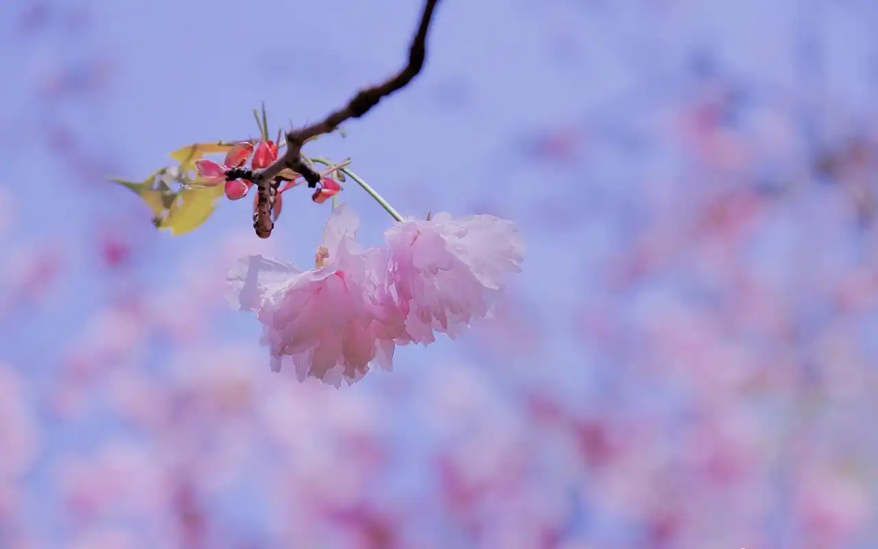 粉色小清新花卉唯美高清桌面壁纸