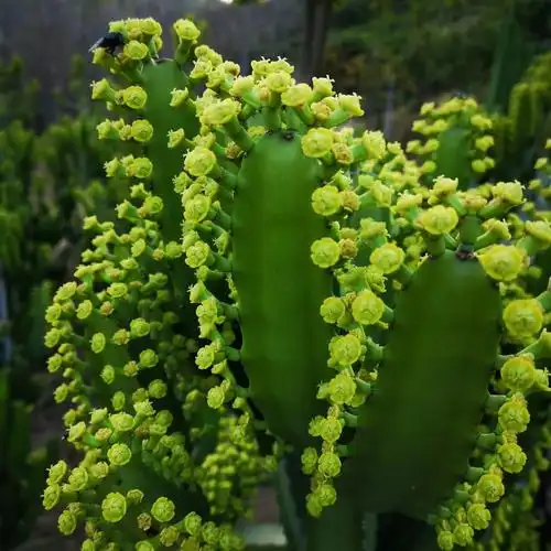 福建漳州三角大戟大戟科属盆栽庭院景观设计沙漠植物大戟柱厂家直销