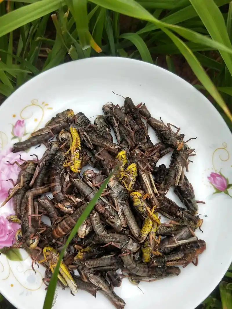 今天炸蚂蚱时候故意数了下,五十只蚂蚱有一盘,过年送亲戚朋友不 - 抖