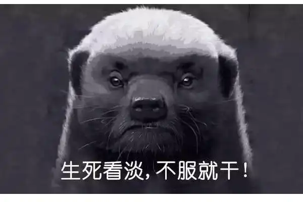 动物界"扛把子"非洲蜜獾平头哥,生死已看淡