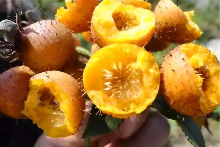 全身是刺的野果,味道香甜清脆,还含大量的营养尤其是维生素c