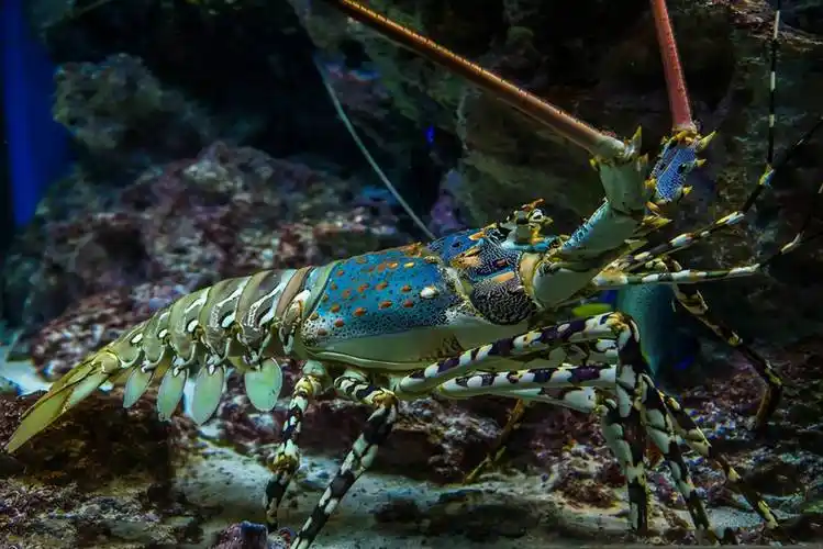 原创龙虾真的可以永生吗同为碳基生命的人类为何却不行