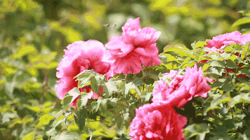 356_200gif 动态图 动图