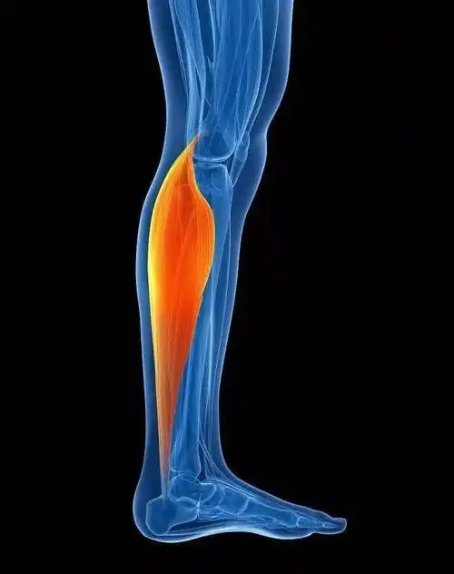 克服地心引力回到心脏,而给到这个压力的就是小腿肚的肌肉——腓肠肌!