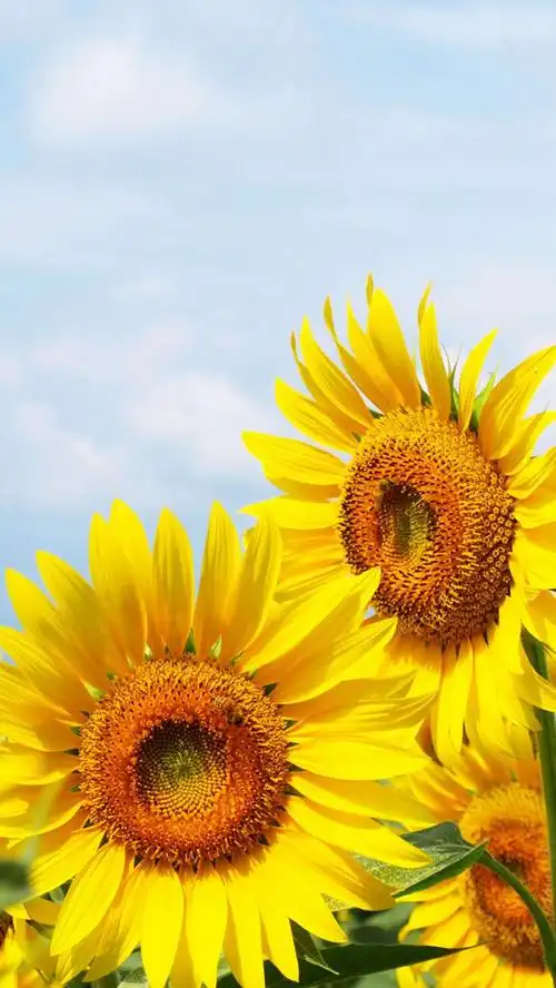 向日葵手机壁纸