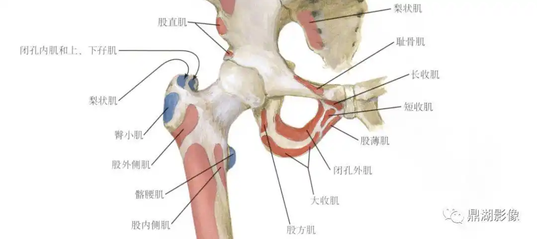 大转子疼痛综合征gtps影像表现