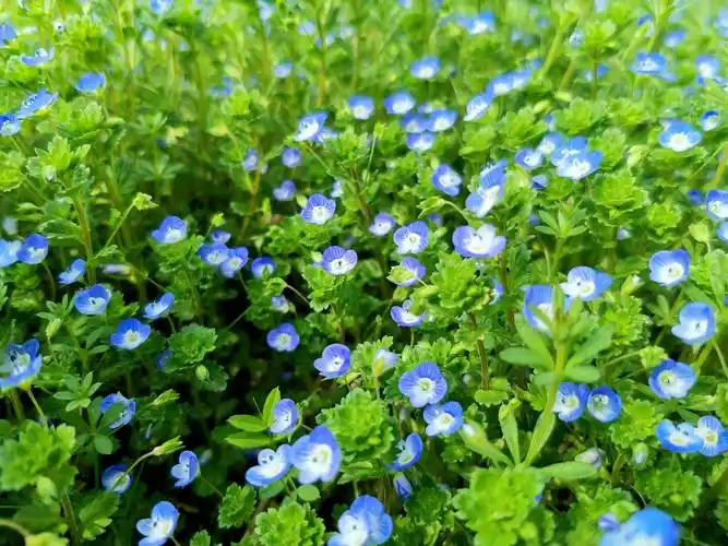 阿拉伯婆婆纳:星星点点,低调而不张扬,开着,就是美好!