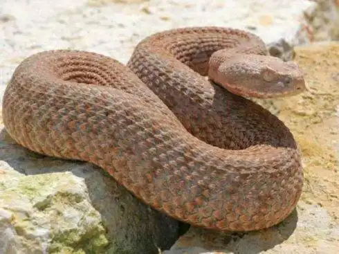 蝮蛇与蝰蛇哪个毒性更厉害?它们的毒有仕么区别?