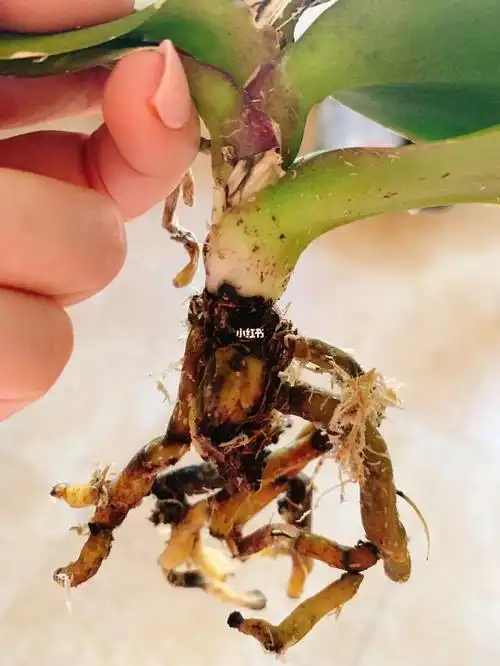 蝴蝶兰烂根了01