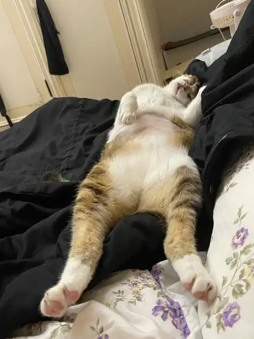 小猫咪奇葩睡姿一览