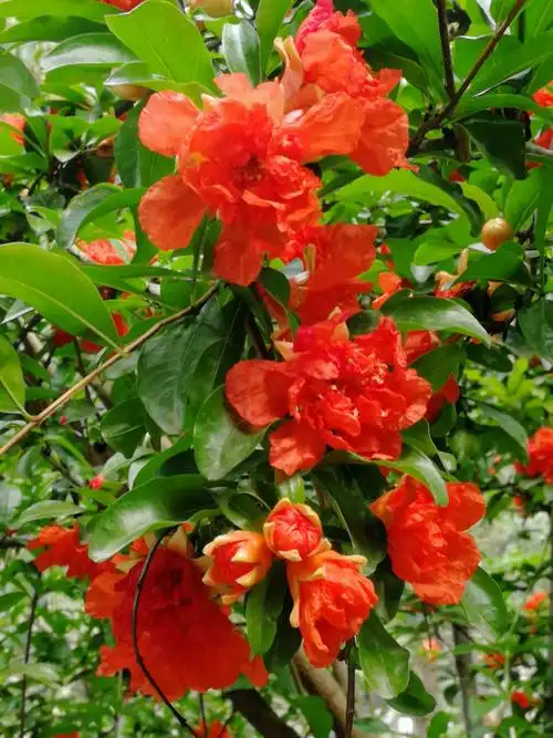 五月石榴花正红