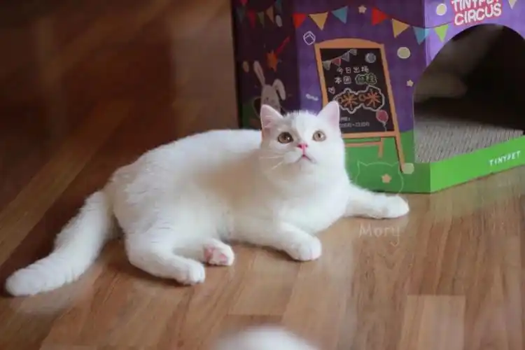 纯白英短找新家