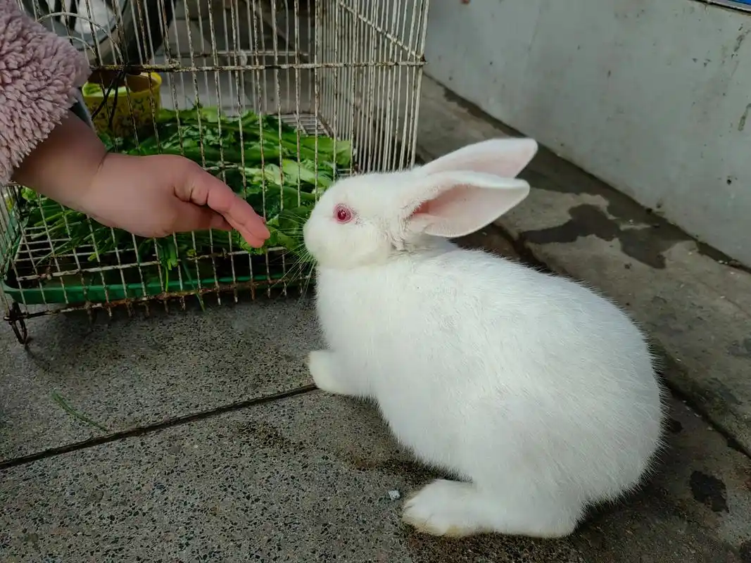 小白兔白又白,两只耳朵竖起来,这只宠物兔也许习惯了笼子里的生活,与