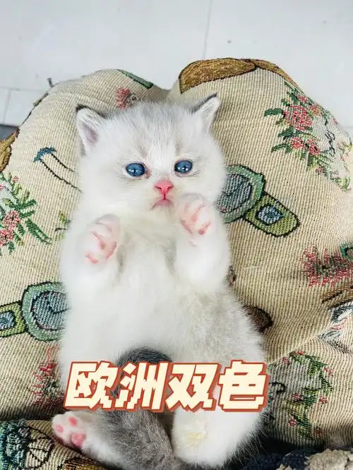 欧洲双色弟弟就是布偶配色的英短