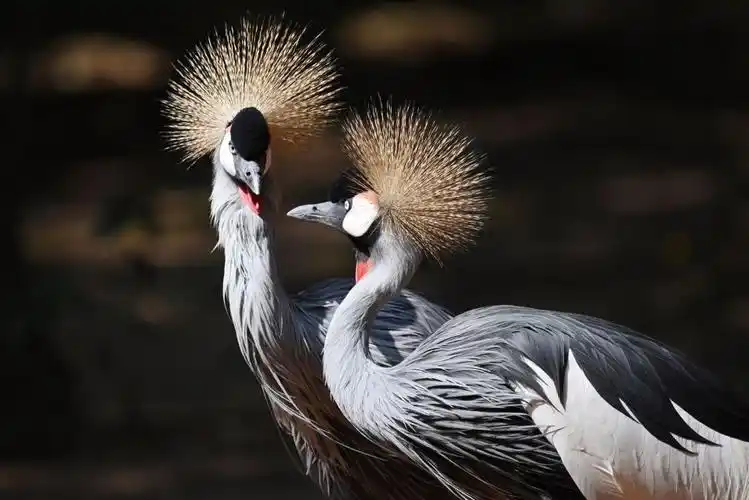 高调秀恩爱深圳野生动物园动物忙求偶