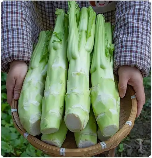 现砍现发38斤装四川农家特产棒棒菜新鲜蔬菜现砍特大棒菜炒腊肉芥菜头